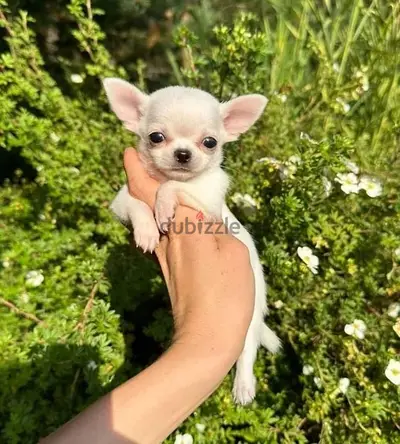 Small Chihuahua puppy DELIVERY dog كلاب