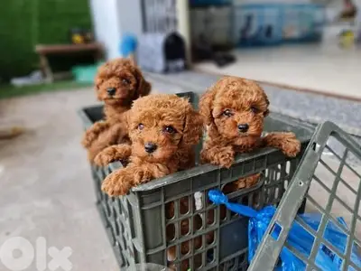 Poodle Puppies/ Available in Shop/ Delivery /dog كلاب