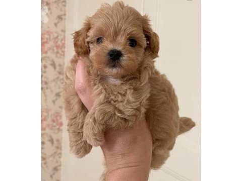 Maltipoo Puppies/ available in shop/ Delivery! dog / كلب 0