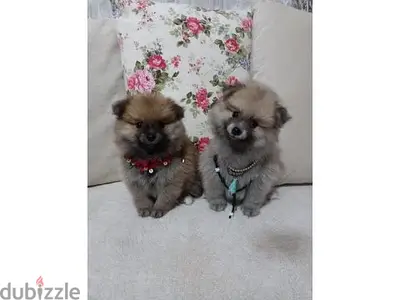 Spitz Pomeranian Puppies/ Available in Shop/ Delivery! Dog / كلاب