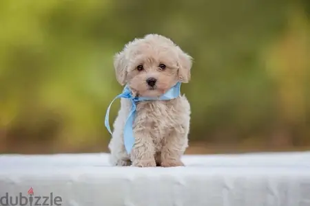 imported Maltipoo puppy