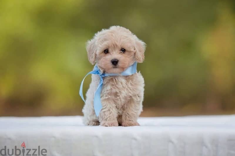 imported Maltipoo puppy 0
