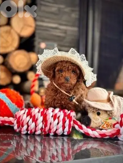 Poodle Puppies/ Available in Shop/ Delivery! Dog / كلاب