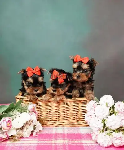 Mini Yorkshire Puppies/ Available in Shop/ Delivery! Dog / كلاب