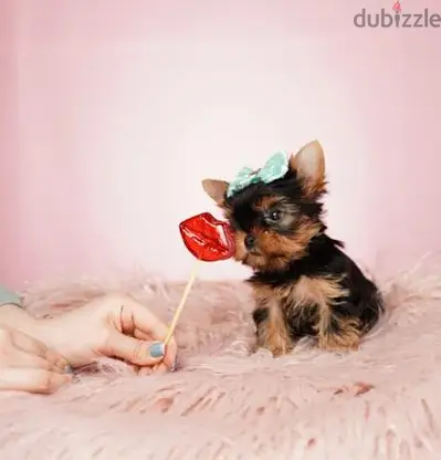 Yorkshire Terrier Puppies/ Available in Shop/ Delivery! Dog / كلاب