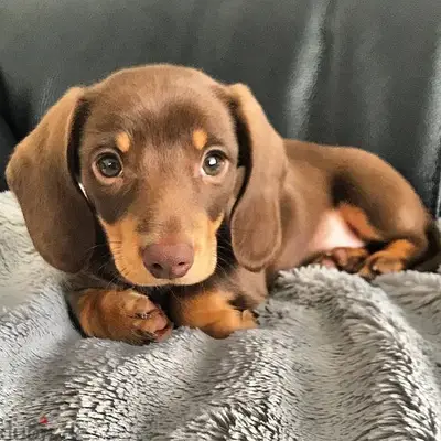 Dachshund Chocolate and Tan Puppies/ Available in Shop/ Delivery! Dog