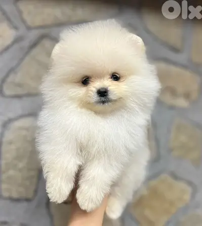 Imported SMALL Pomeranian spitz puppy delivery available كلاب
