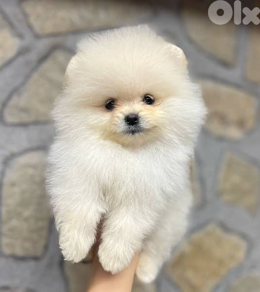 Imported SMALL Pomeranian spitz puppy delivery available كلاب 0