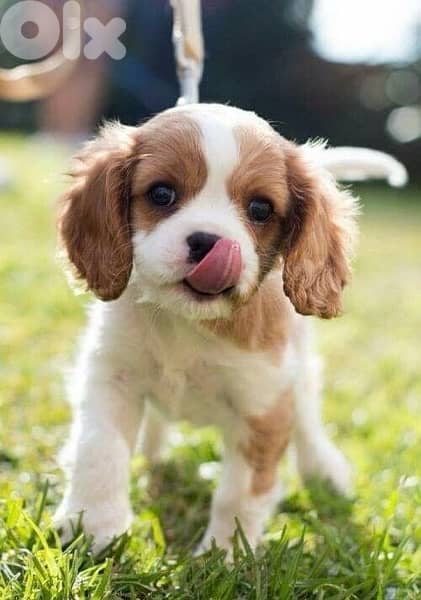 Cute Cavalier King Charles puppy available imported, delivery كلاب 0