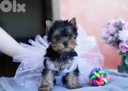 Yorkshire Terrrier Puppies/DELIVERY - Available in Shop/ Dog كلاب Yorkshire Terrrier Puppies/DELIVERY - Available in Shop/ Dog كلاب