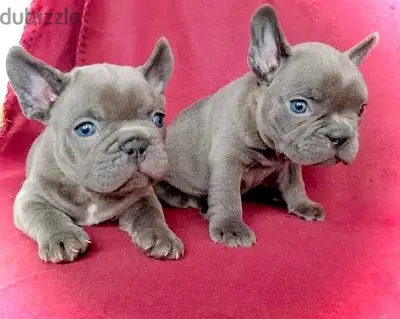 Blue French Bulldog Puppy imported on request dog, كلاب
