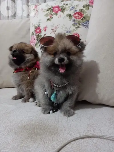 Cutest Pomeranian Spitz puppy delivery available dog كلاب