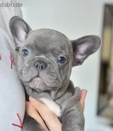 Blue French Bulldog Puppy imported pure breed delivery