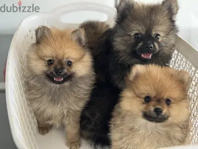 Pomeranian Spitz Puppies dog delivery كلاب Pomeranian Spitz Puppies dog delivery كلاب