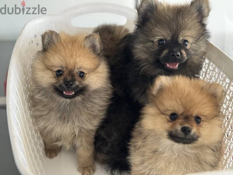 Pomeranian Spitz Puppies dog delivery كلاب 0