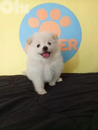 Adorable White Loulou Spitz puppy, delivery available, dog, كلاب