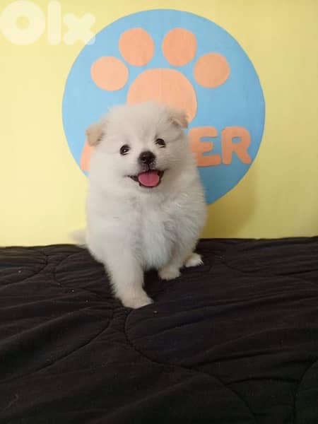 Adorable White Loulou Spitz puppy, delivery available, dog, كلاب 0