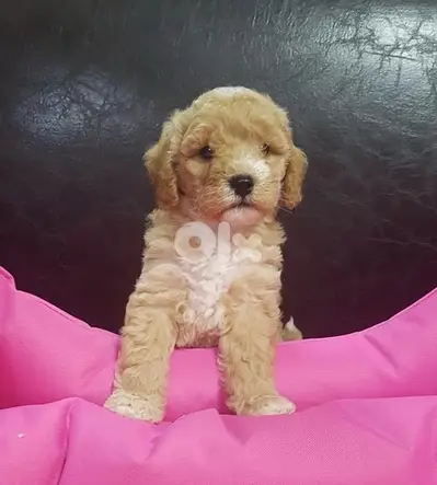 Mini Labradoodle puppy available in store! delivery, dog, كلاب