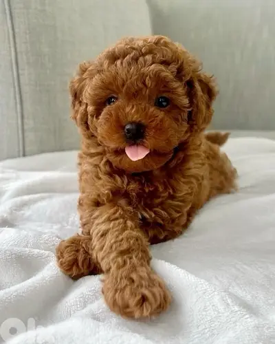 The only REAL Toy Poodle Puppy in Lebanon! Delivery, Dog, كلاب