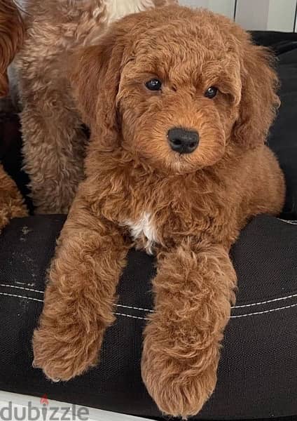mini Red Goldendoodle Imported 0