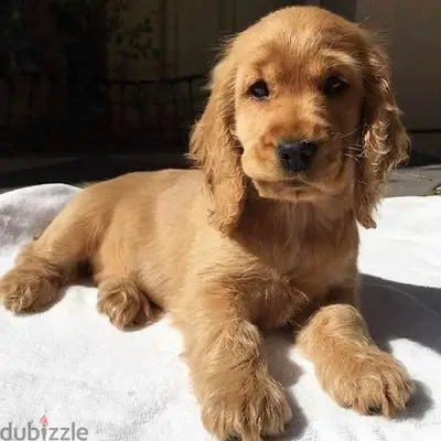 Cocker Spaniel Puppy/ Delivery/ dog كلاب