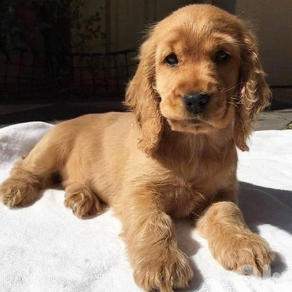 Cocker Spaniel imported Puppy, delivery, dog كلاب 0