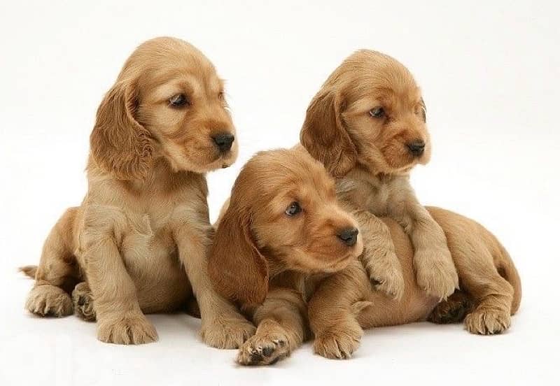 Cocker Spaniel Puppy imported / available in store / Delivery كلاب Dog 0