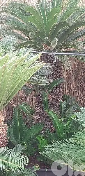 نخيل سيكا رأسين مميزة طول الجزع /١٨٠/ سنتم  cyca