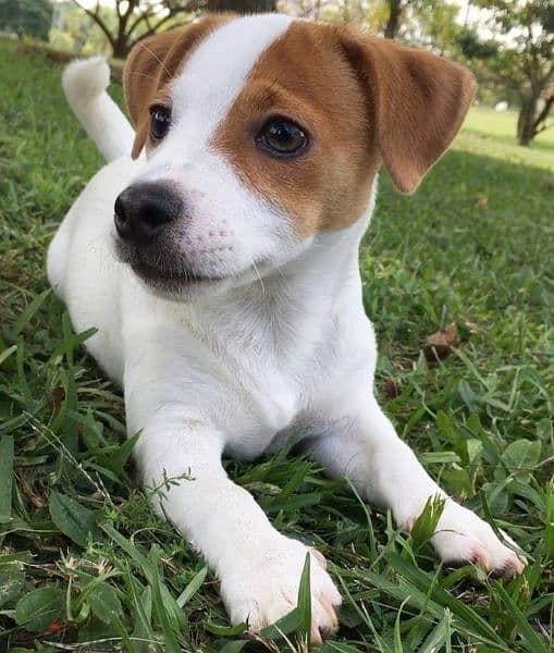Jack Russell Puppies/ dog كلاب/ Delivery 0