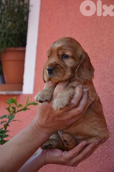 Cocker Spaniel puppies/ dog/كلاب/delivery 0