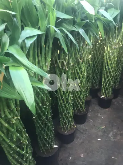 Bamboo Braided (indoor/outdoor)