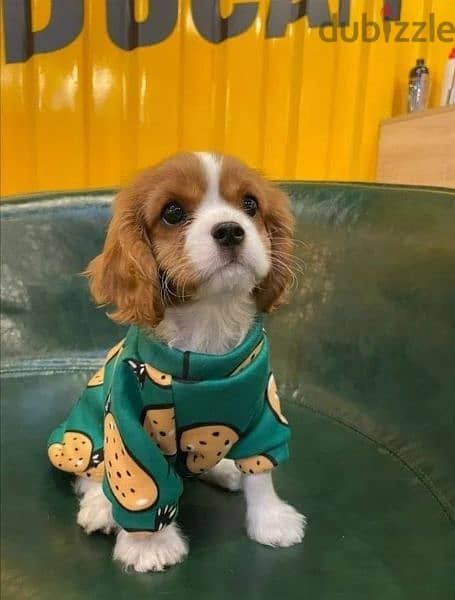 Cavalier king charles/dog/كلاب/delivery/available 0