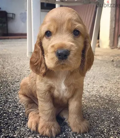 Cocker Spaniel Puppies/ Available in Shop/ Delivery- Dog / كلاب