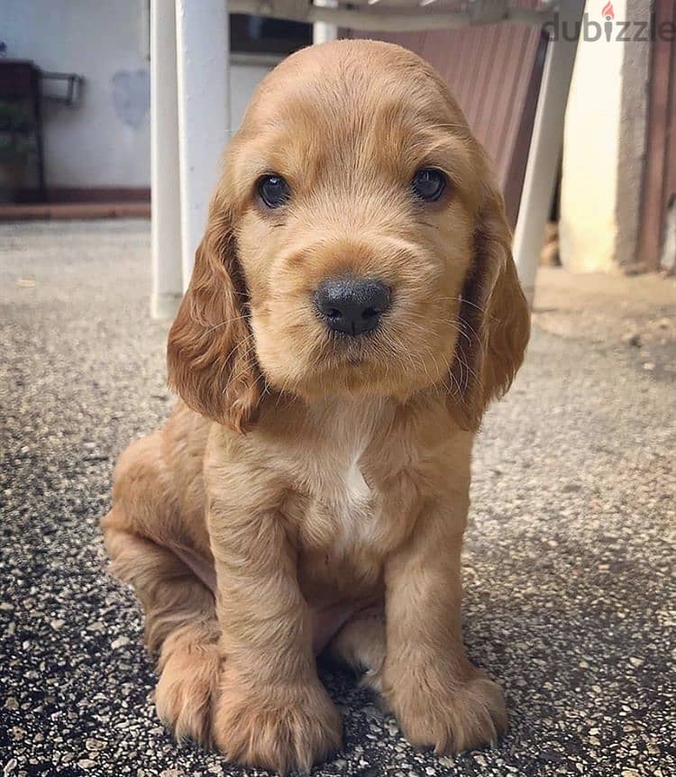 Cocker Spaniel Puppies/ Available in Shop/ Delivery- Dog / كلاب 0