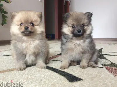 Pomeranian Puppies Available in Shop/ Delivery Dog / كلاب