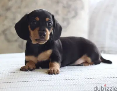 Dachshunds puppies Available-High Quality Imported