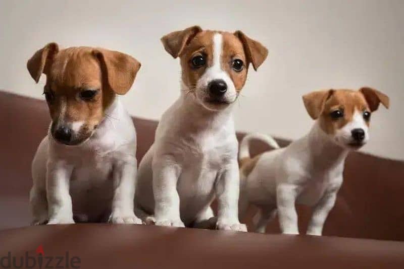 Jack Russell Puppies/dog/كلاب/Availableinshop/Delivery 0