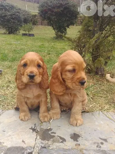 Cocker Spaniel Puppies/Delivery/dog كلاب