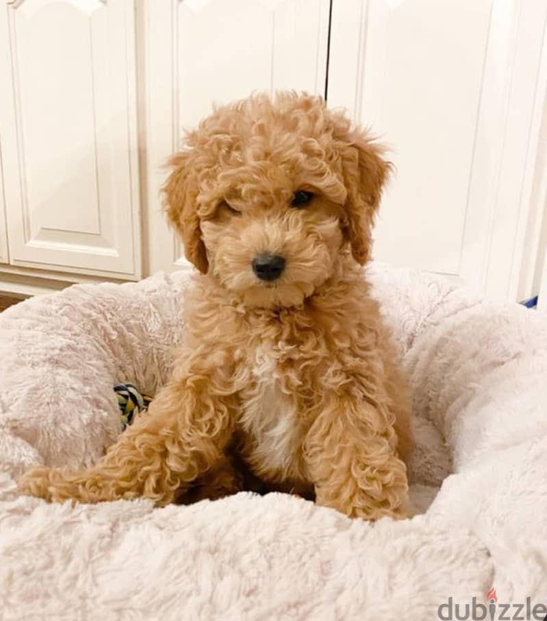 Imported LabraDoodle AVAILABLE MINI 0