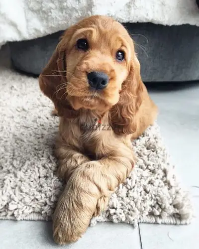 Cocker Spaniel puppies/dog/كلاب/Imported/Delivery Cocker Spaniel puppies/dog/كلاب/Imported/Delivery