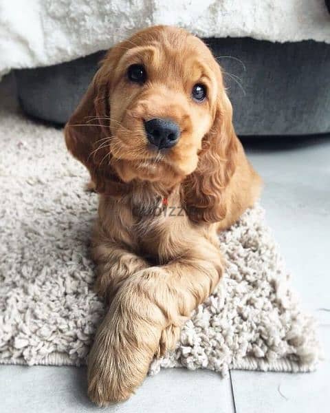 Cocker Spaniel puppies/dog/كلاب/Imported/Delivery 0