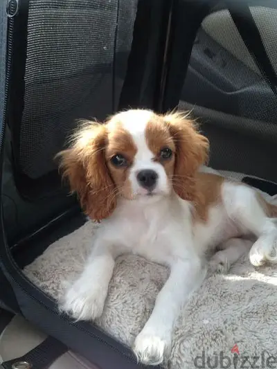 Cavalier king charles puppies/Imported/dog/كلاب/Delivery