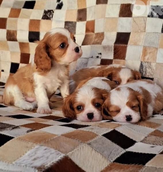 Cavalier King Charles Spaniel puppy dog Delivery available كلاب 0