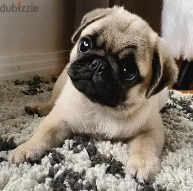 Pug Puppies/Imported/pure breed /Dog/كلاب