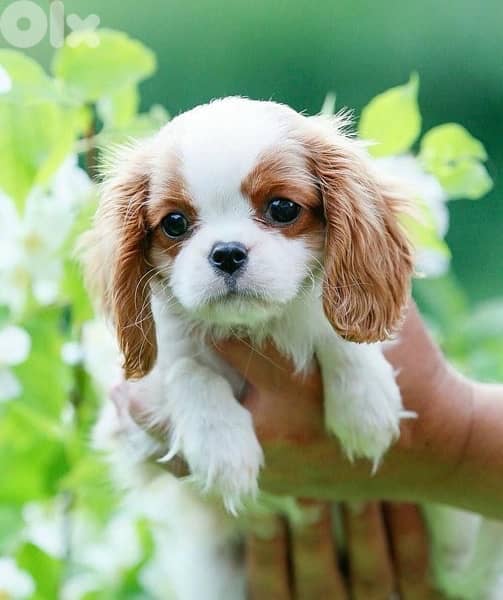 Cavalier King Charles puppy AVAILABLE imported DELIVERY dog كلاب 0