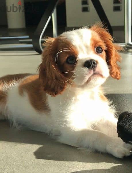 Cavalier king charles puppies/Imported/Available in Store/Delivery/dog 0
