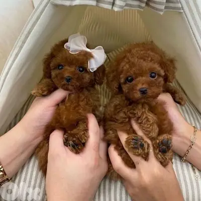 Red Toy Poodle puppies /High quality/Imported/dog/كلاب/pure breed