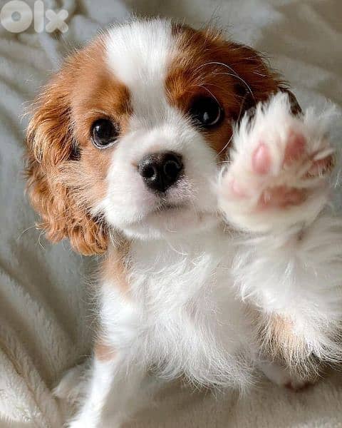 Cavalier King Charles puppies/Imported/Pure breed/dog/كلاب/Delivery 0
