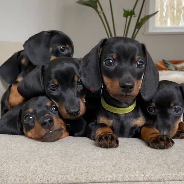 Duchshunds black and tan puppies/Available/Imported/dog/كلاب 0