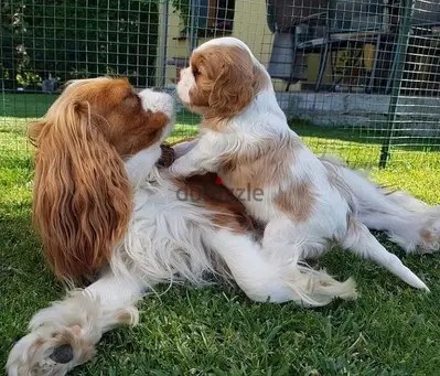 Cavalier king charles puppies/dog/كلاب/Delivery